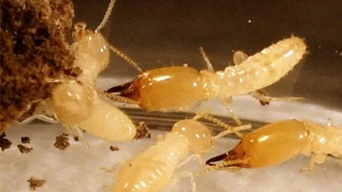 شركة رش الحشرات بالخرج