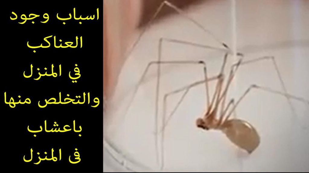 أسباب انتشار الحشرات المنزلية وكيفية الوقاية منها 0561469716